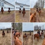 bridle hill farm horse back3