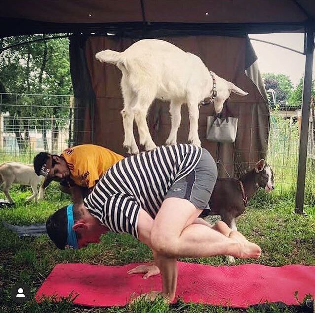 fantastic goat yoga crow pose