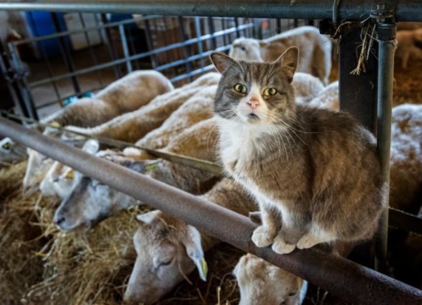 farm cat guarding the sheep picture id524727154