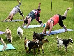 Goat Yoga: Join the Most Joyful Fitness Class Ever! 🐐