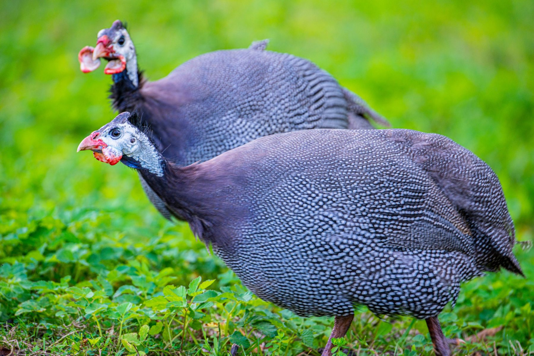 guinea fowl1