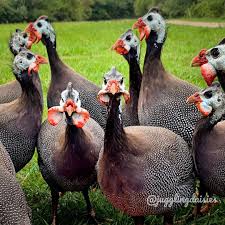 guinea fowl2