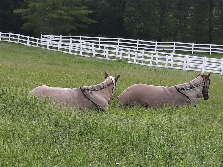 Unique Farm Animals to Love & Learn About