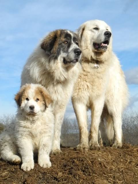 protective live stock dogs