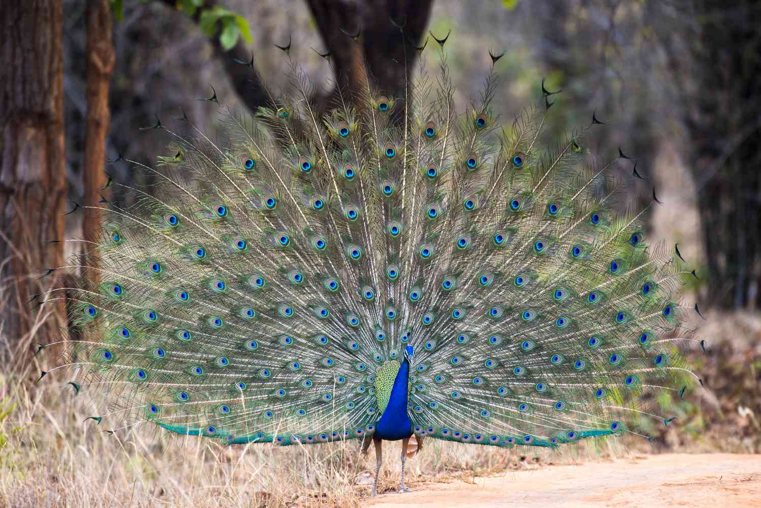 show boat peacock