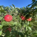 apple picking1