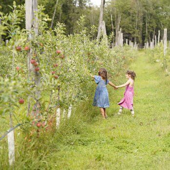 Apple Picking @ Majestic Farm